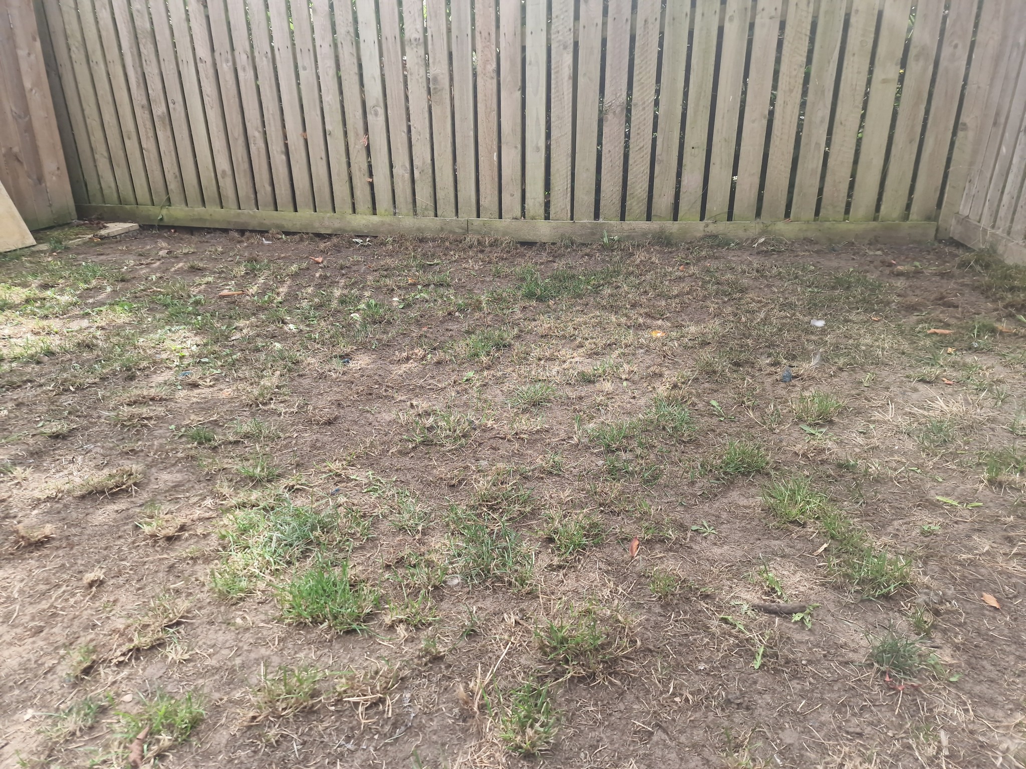Compacted unventilated lawn soil Greater Sudbury Ontario never aerated