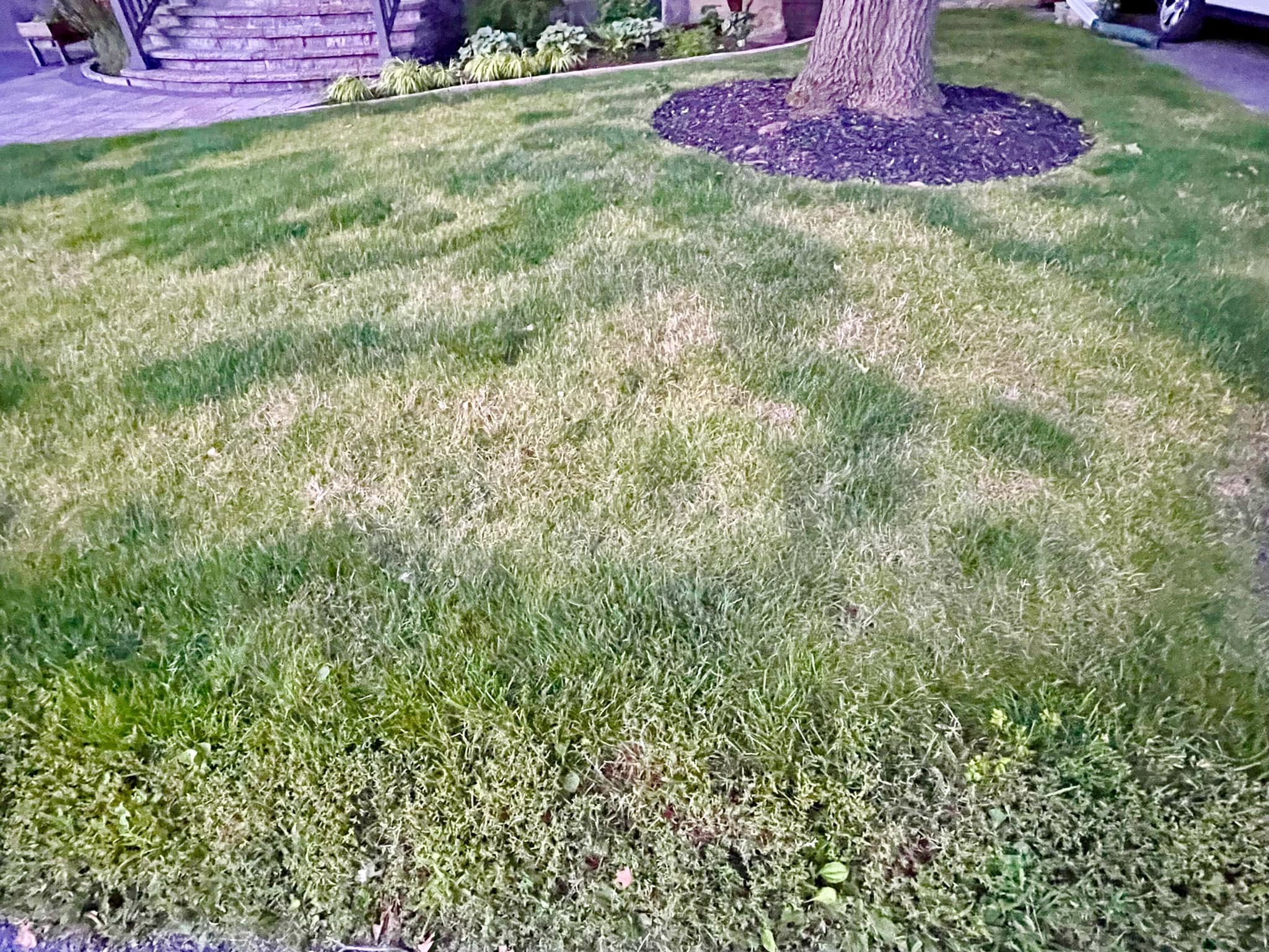 Comparing lawn colour variations on Sudbury Ontario residential properties from the street