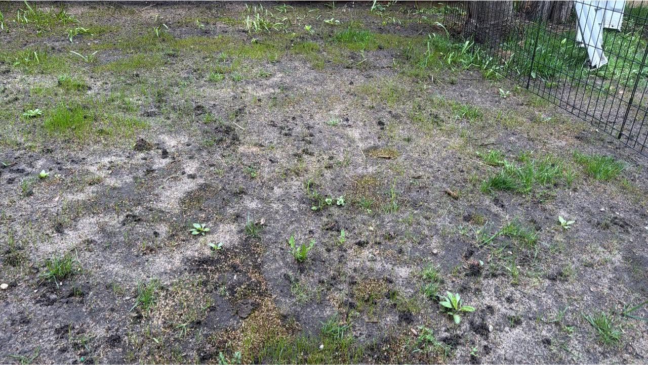Comparison of drought stress versus grub damage on residential lawns in Greater Sudbury Ontario