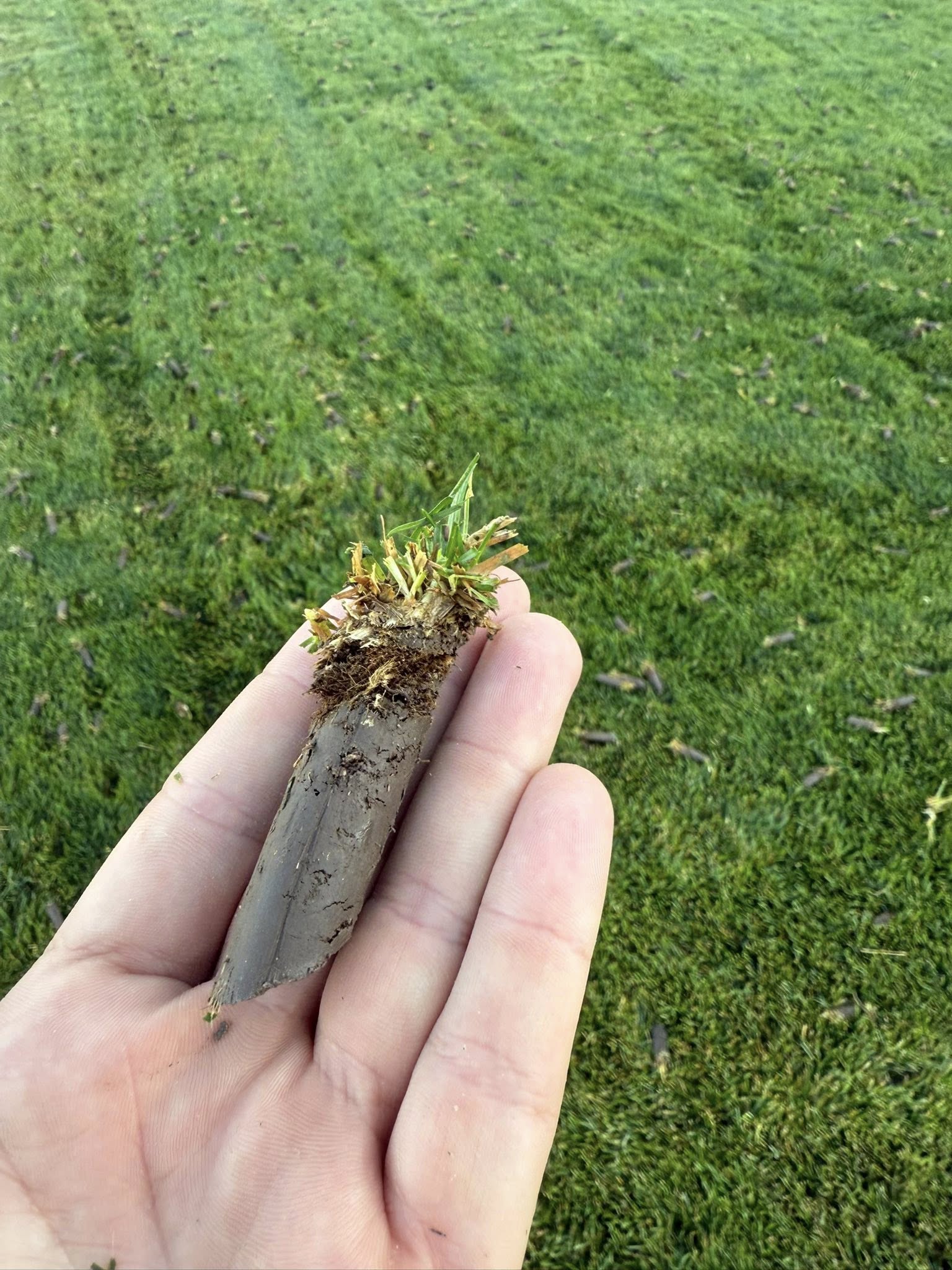 Core aeration being done on a Sudbury lawn in spring before summer heat