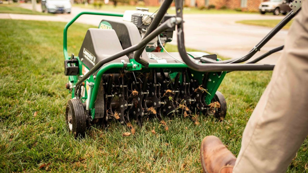 Core aeration being done on a residential lawn in Sudbury Ontario showing healthy soil plugs