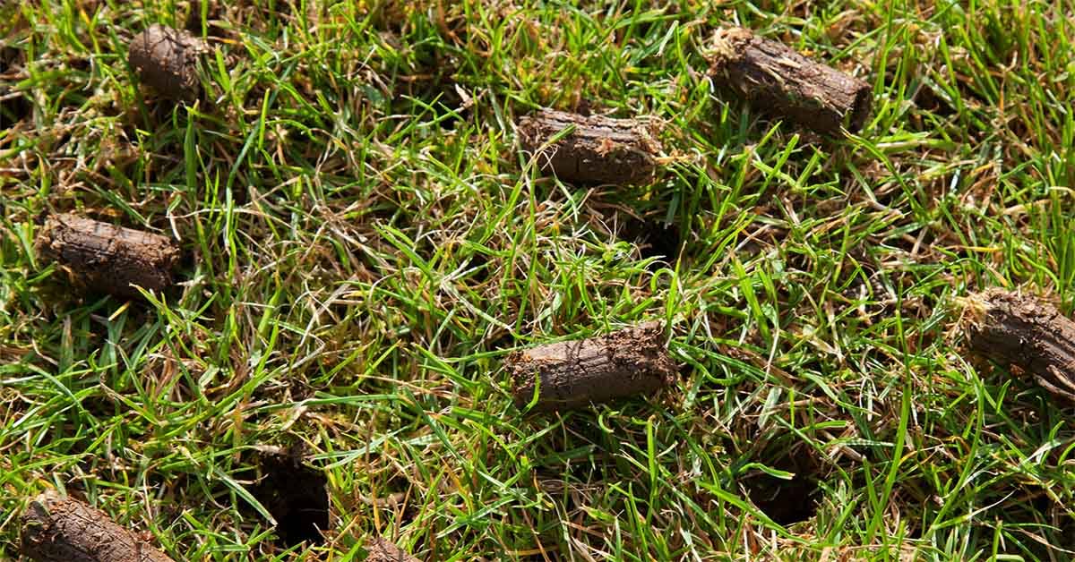 Core aeration on Sudbury lawn in fall October season