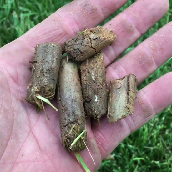 Core aeration plugs Sudbury lawn three years