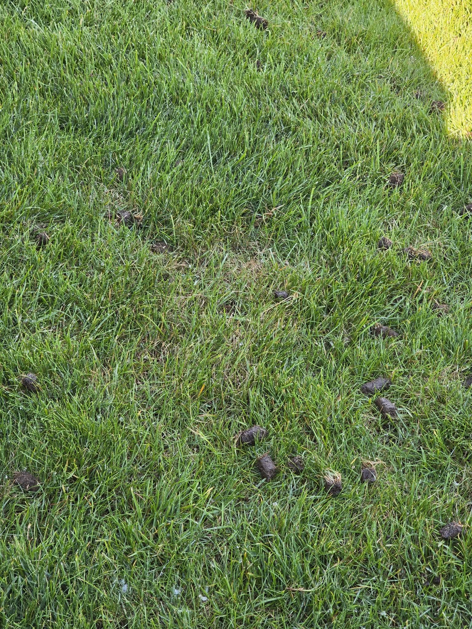 Core aeration plugs on Sudbury lawn surface during renovation process