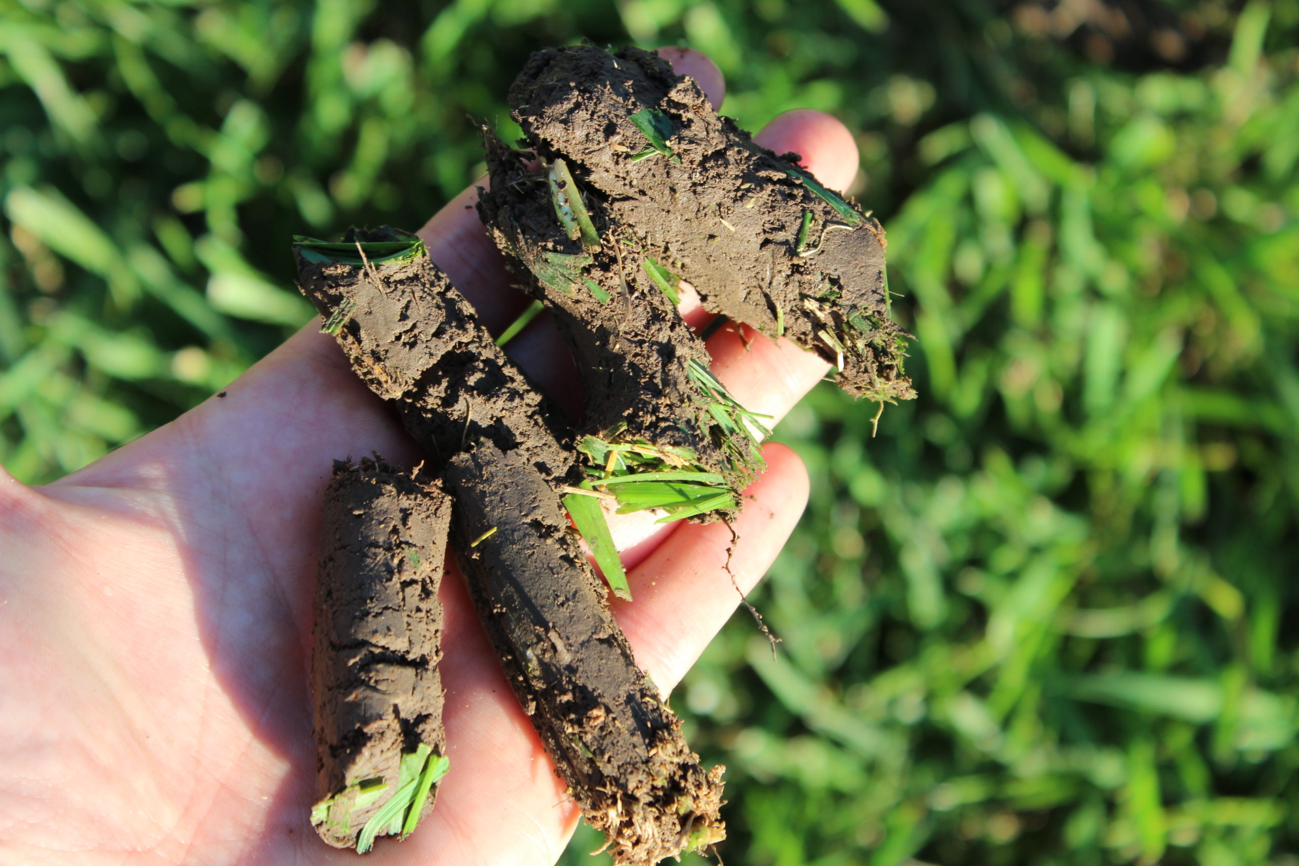 Core aeration plugs showing loosened soil on a Sudbury lawn