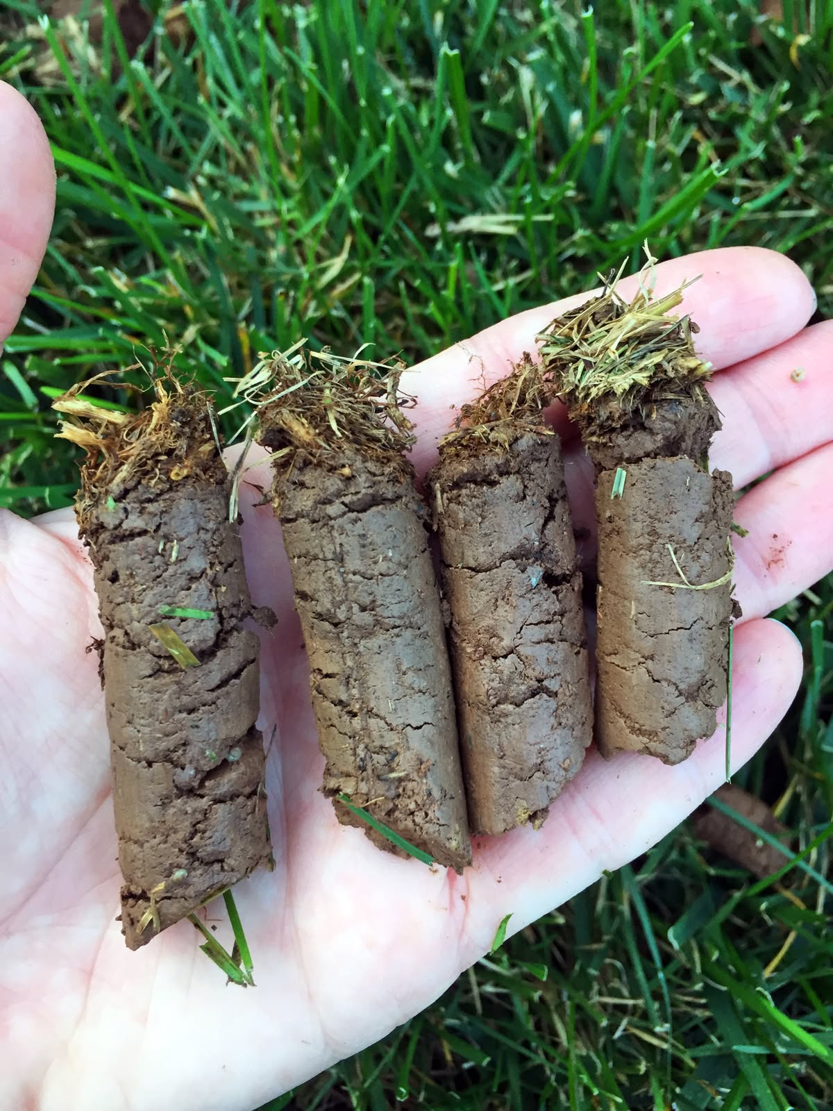 Core aeration process residential lawn Sudbury Ontario soil plugs result