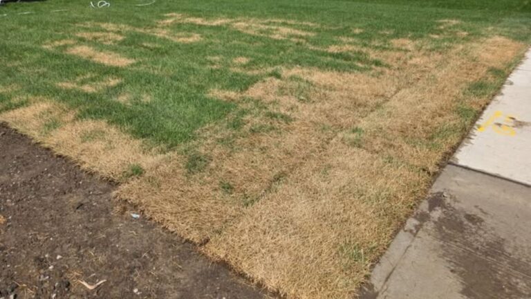 Sod Repair in Sudbury: When to Patch and When to Replace the Whole Section
