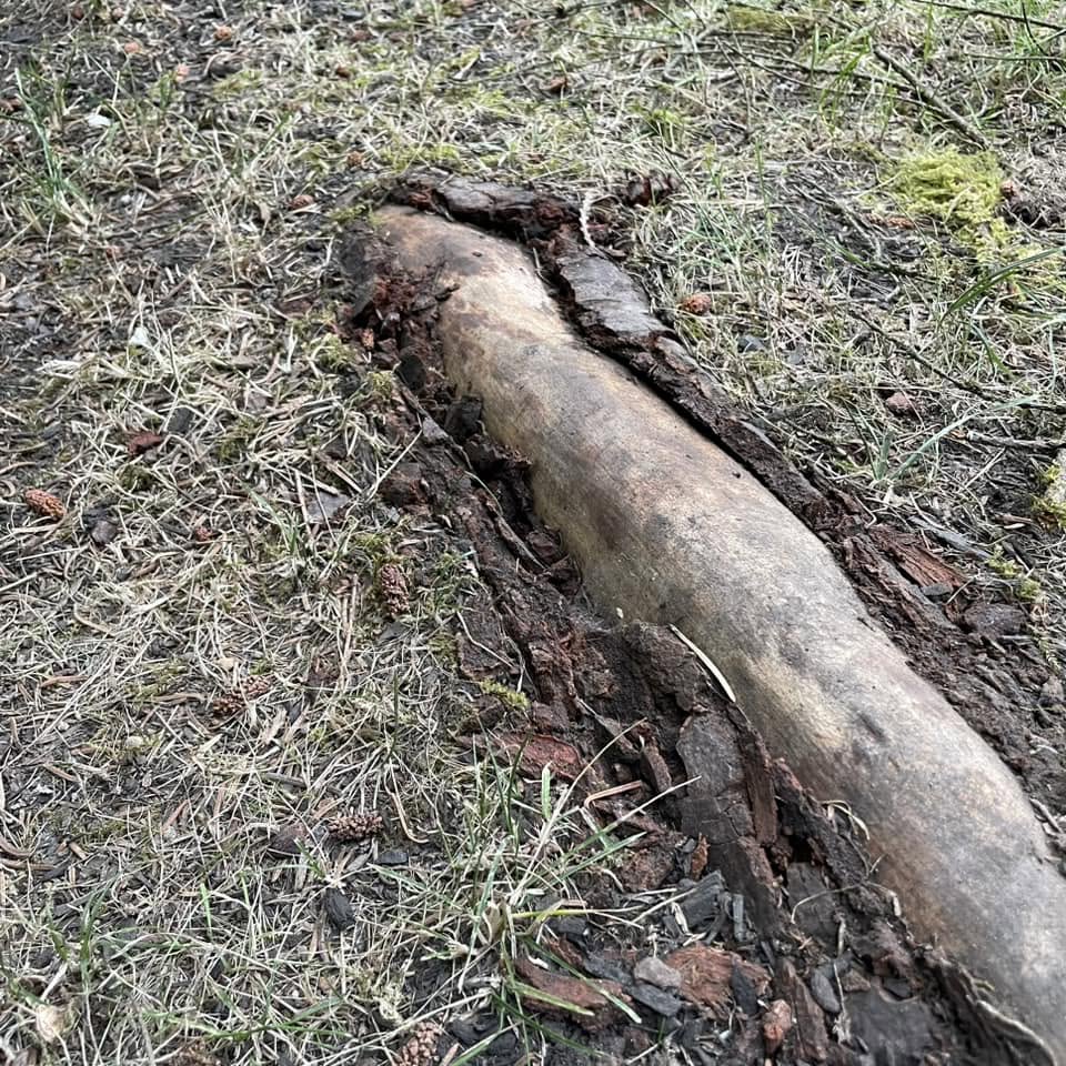 Damaged tree root that has been cut showing dangerous root removal on a Sudbury Ontario property