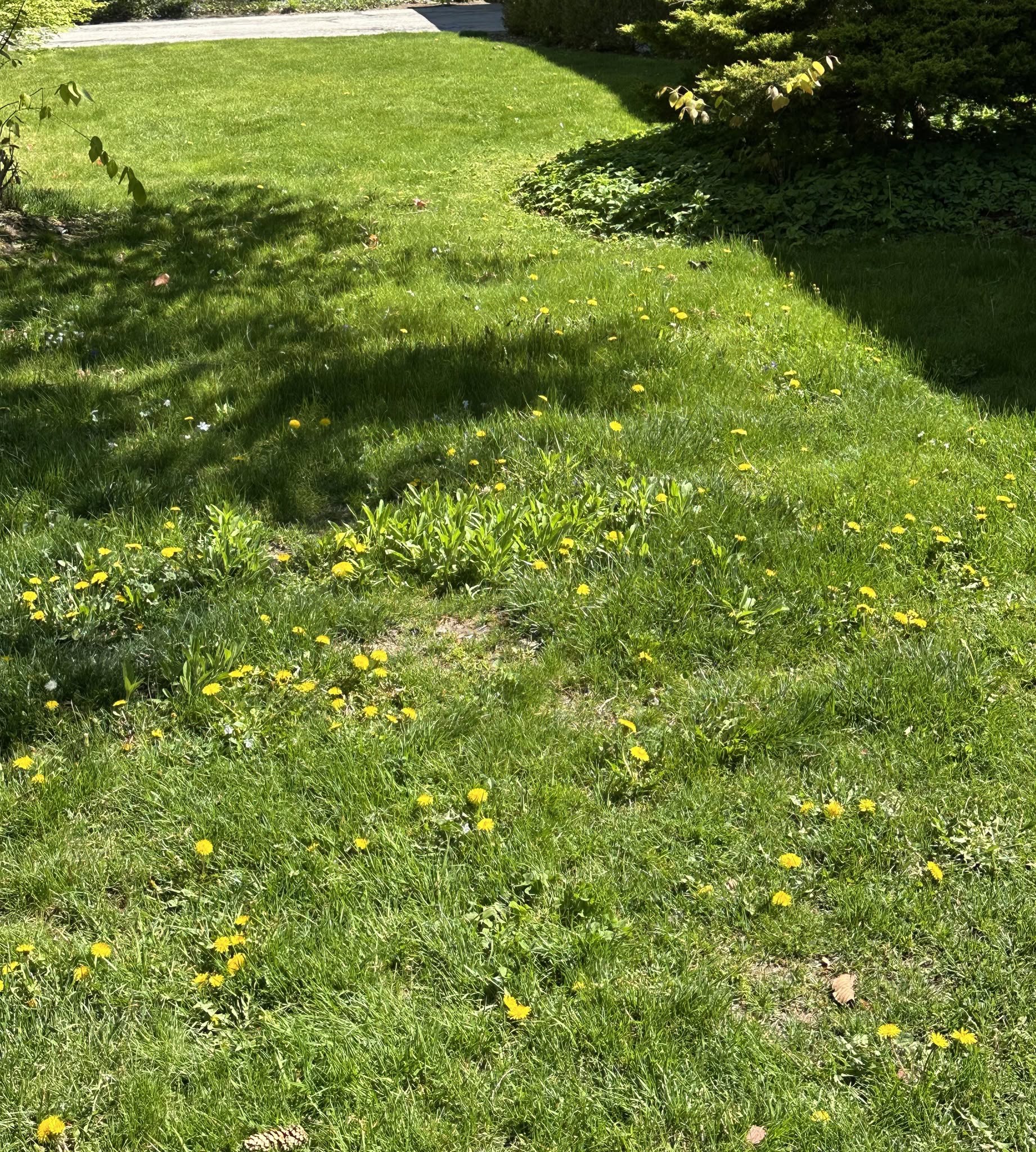 Dandelion and weed distribution reading Sudbury lawn assessment