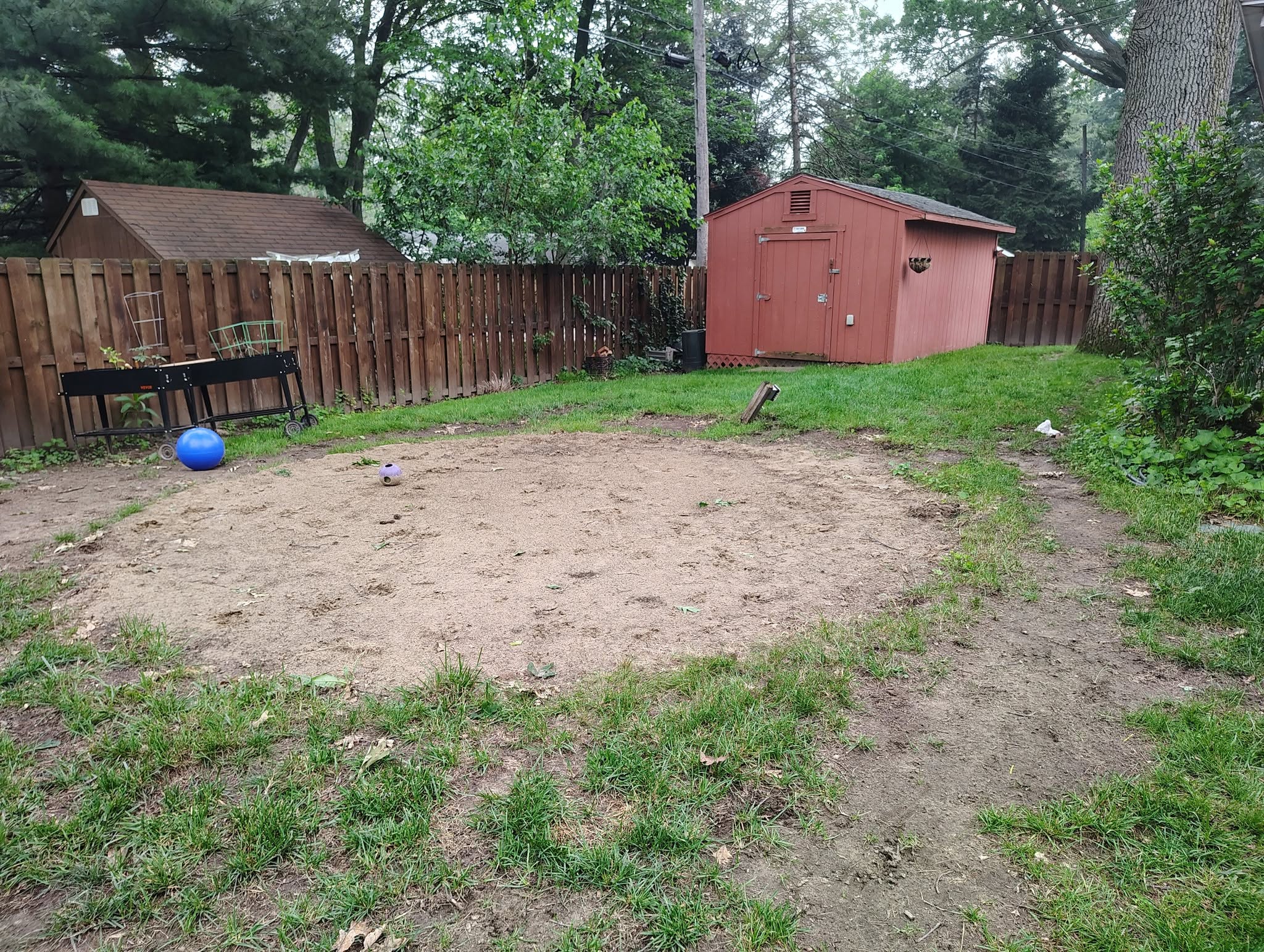 Dead grass ring around a backyard pool from chemical splash-out in Sudbury