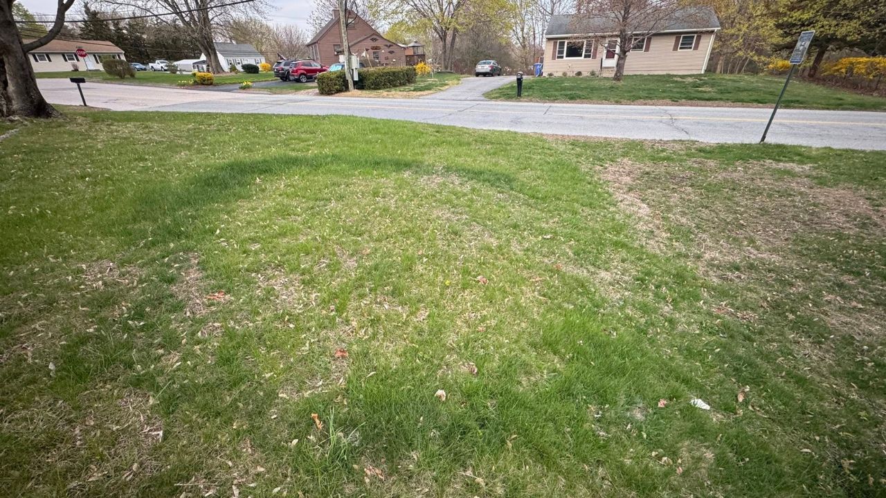 Dead grass ring around the base of a mature tree on a Sudbury Ontario residential property