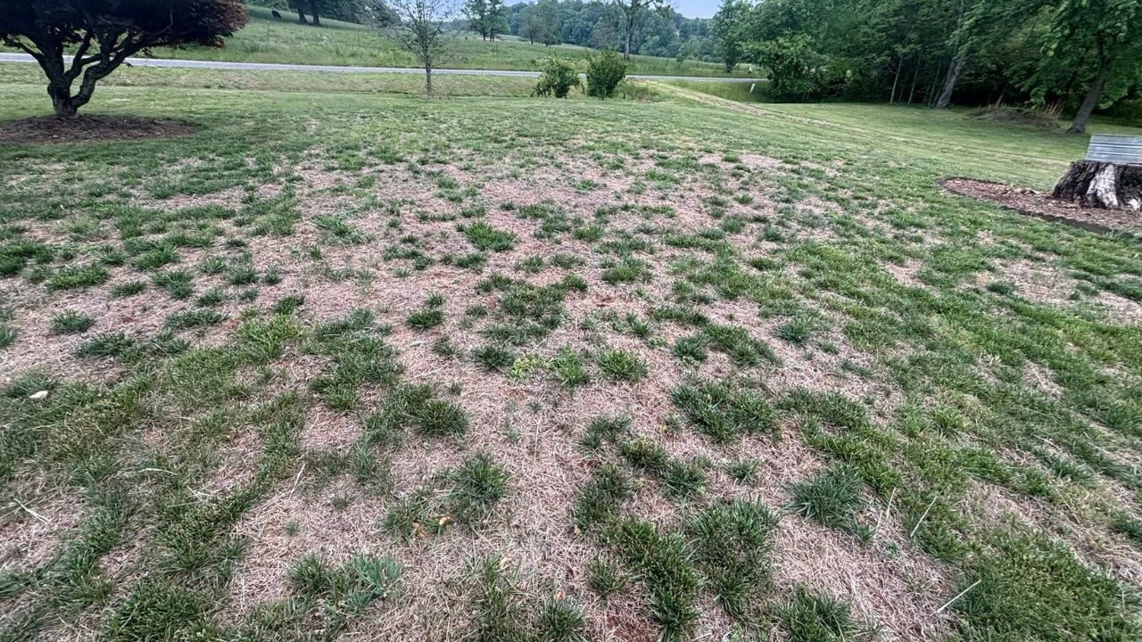 Dead patches on a residential lawn in Greater Sudbury Ontario in August
