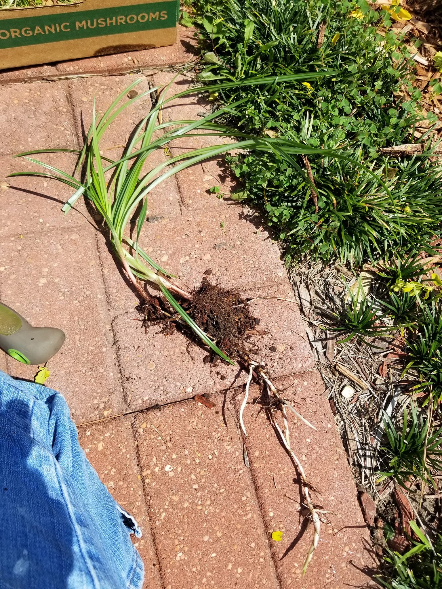 Deep grass root system on drought tolerant lawn in Sudbury Ontario reaching moisture underground