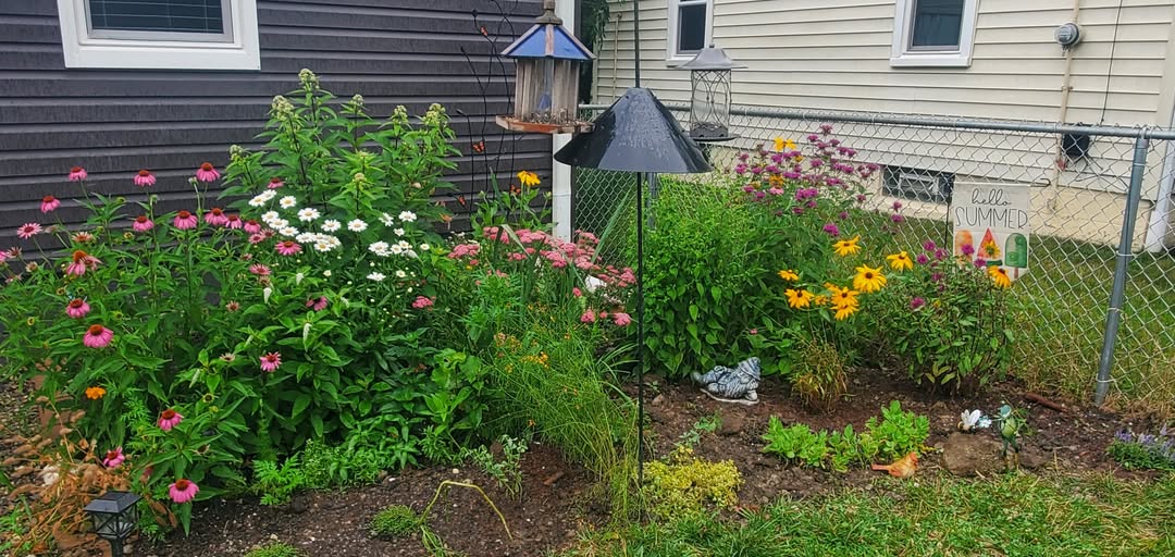 Defined pollinator garden section in a Sudbury yard exempt from height bylaw