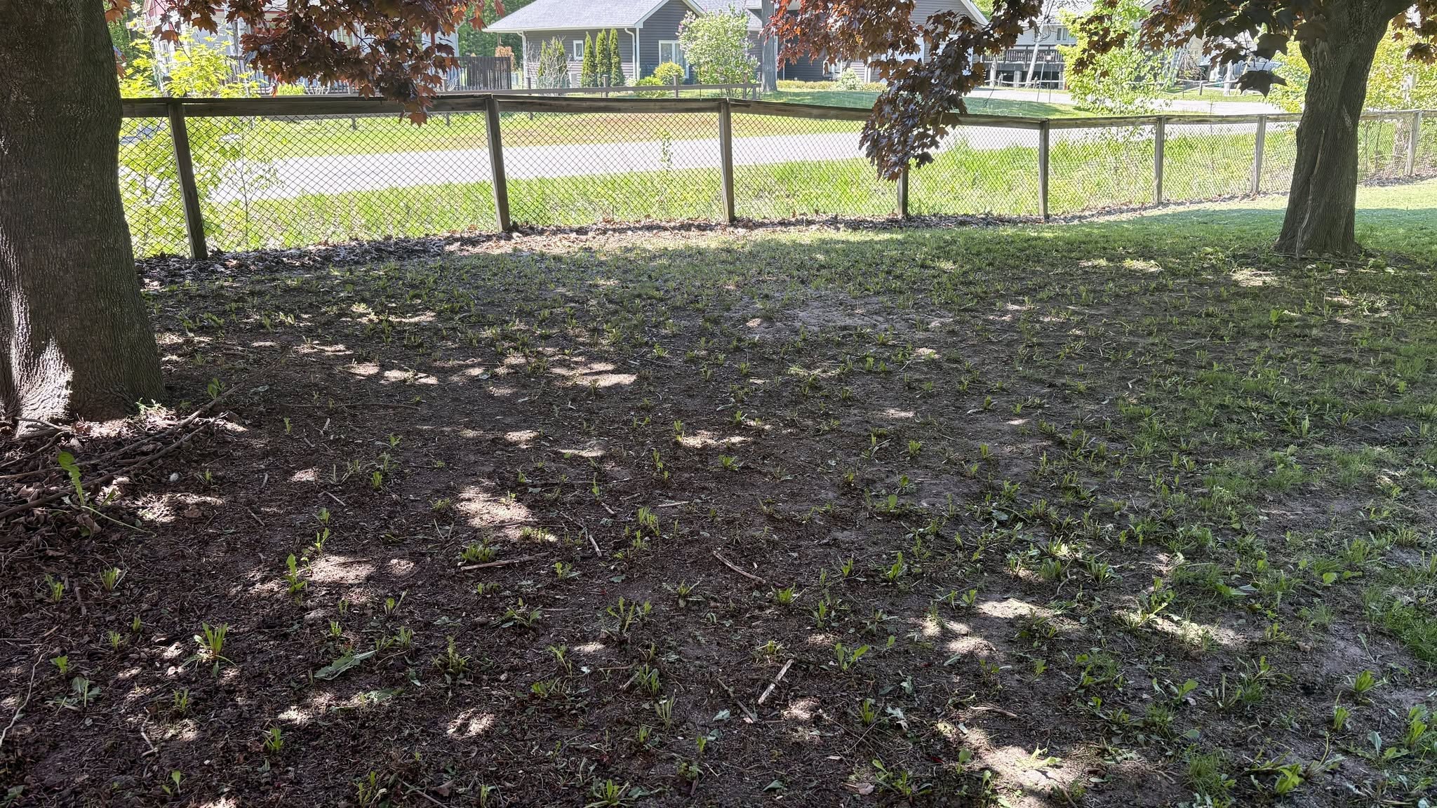 Dense canopy Norway Maple tree creating heavy shade over thin patchy lawn in Sudbury Ontario