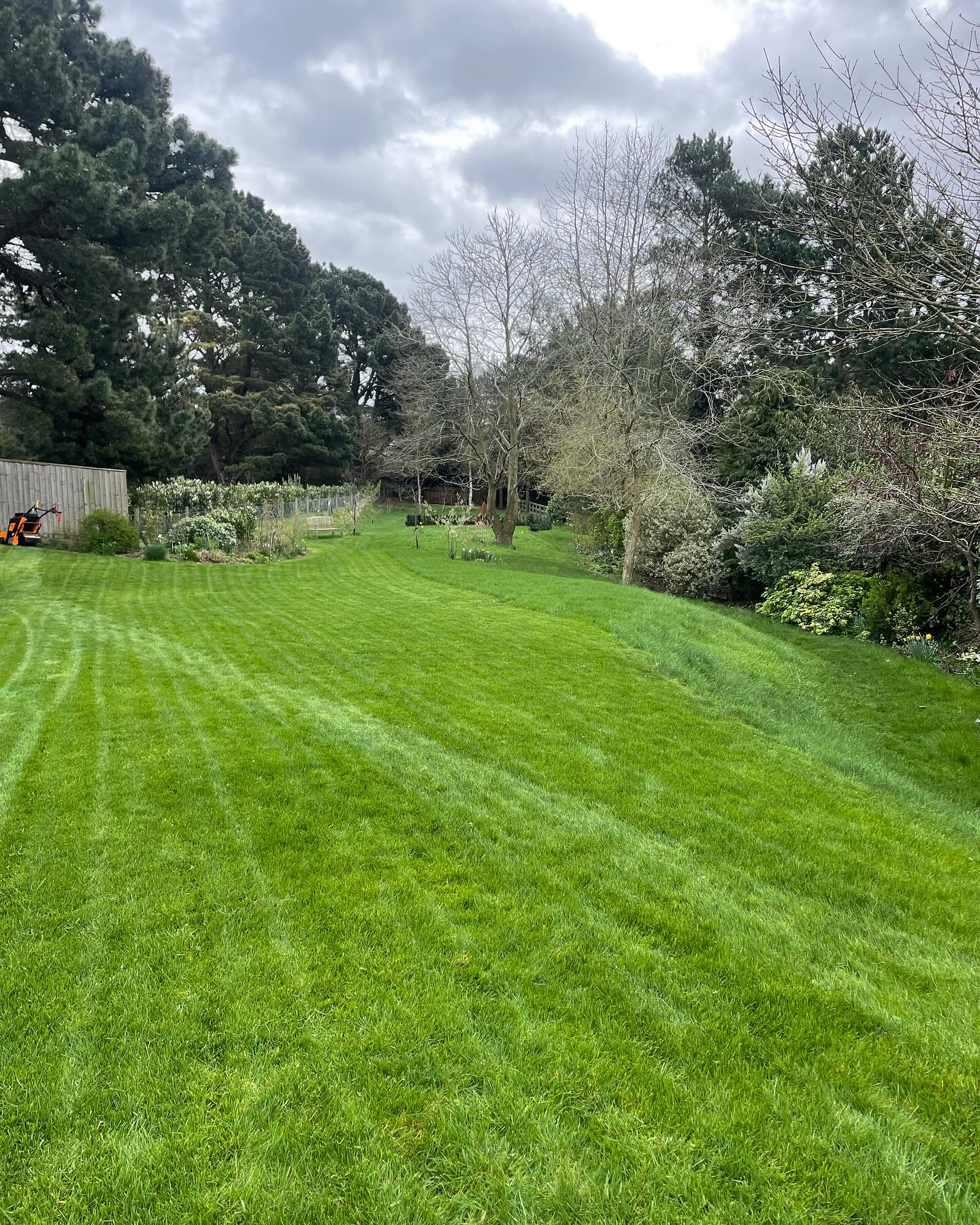 Dense recovered residential lawn in Greater Sudbury Ontario eight weeks after professional aeration and overseeding