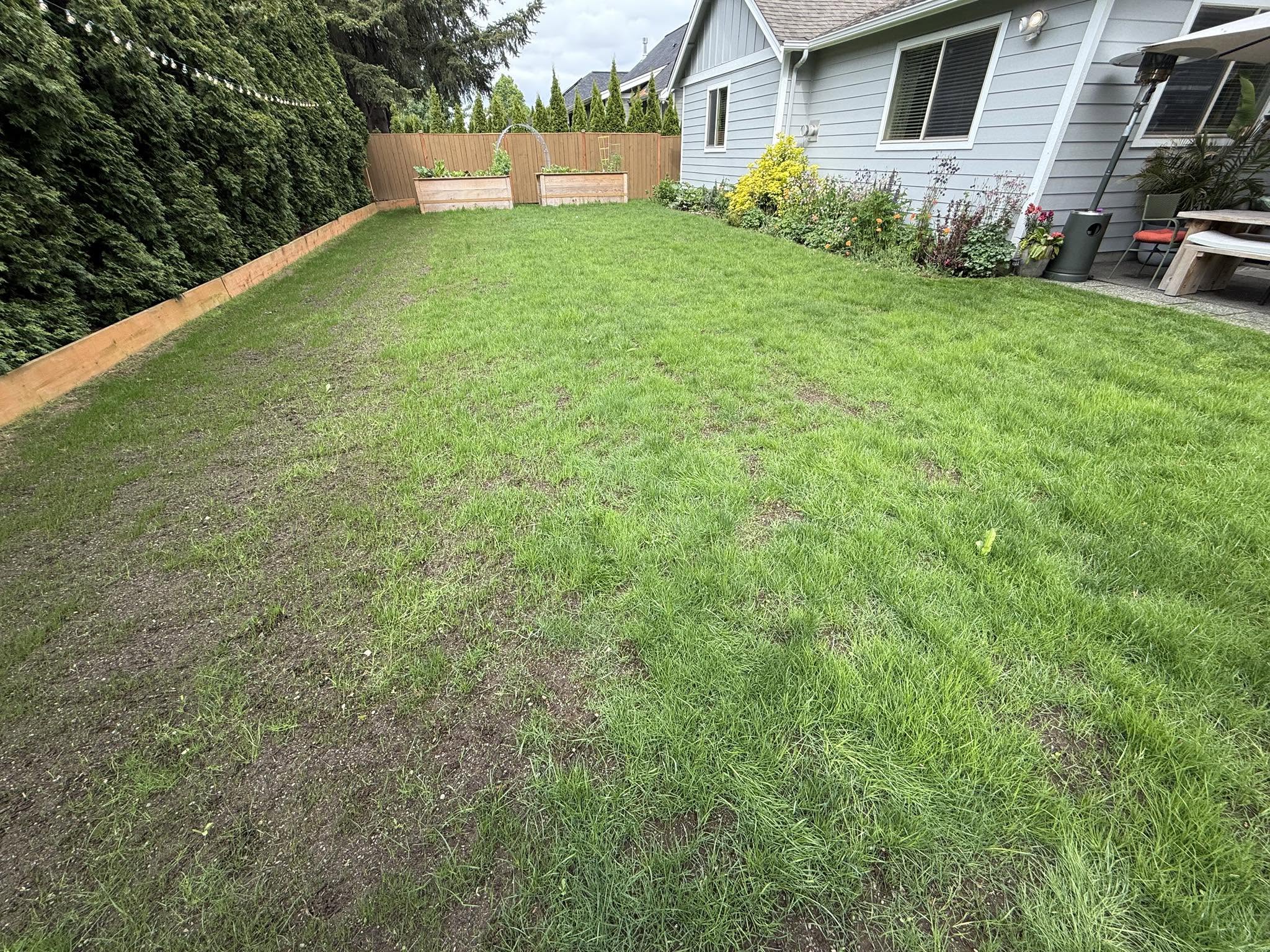 Detailed lawn observation showing subtle differences in grass colour and soil condition in Sudbury Ontario