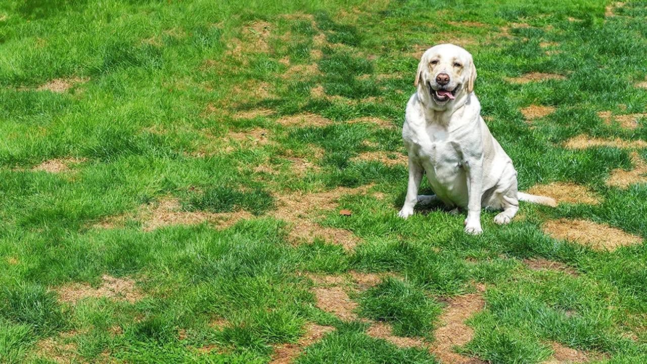 Dog owner in Sudbury Ontario looking at damaged lawn spots caused by pet activity