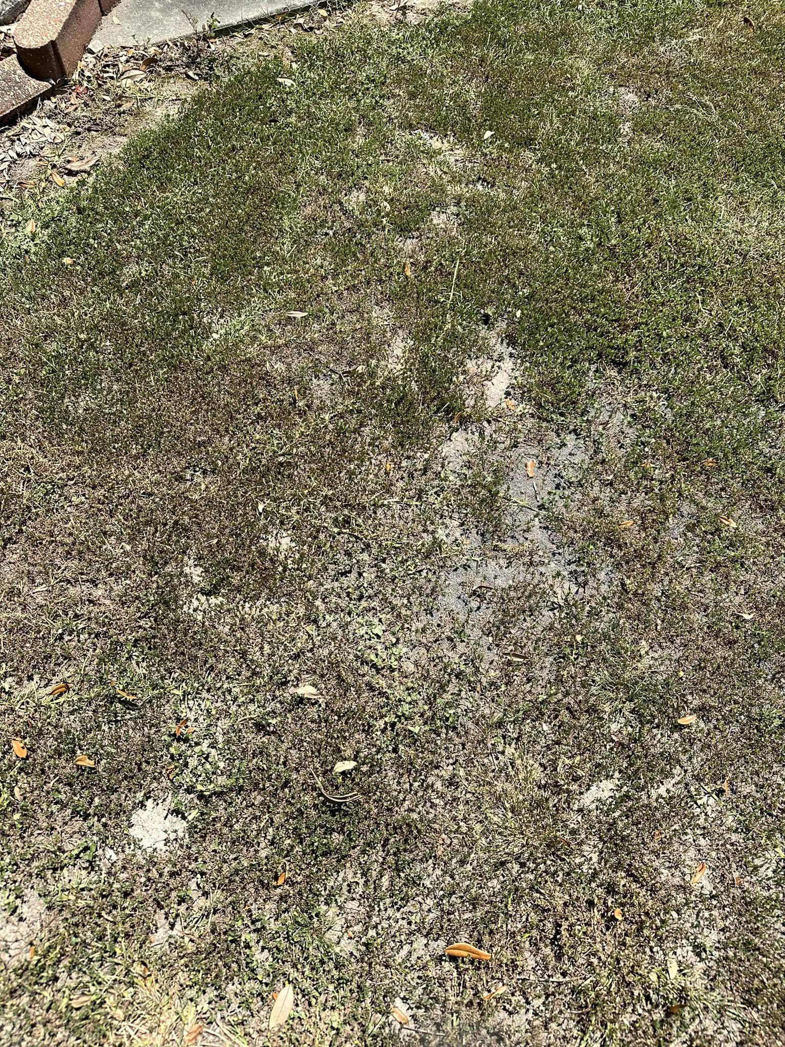 Dormant grass surviving Sudbury Ontario summer heat without watering before recovering