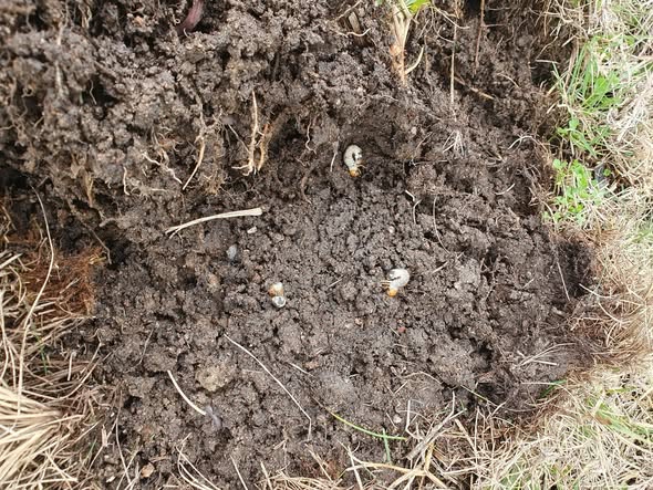 Early grub damage detected on a Val Caron Sudbury lawn during routine maintenance