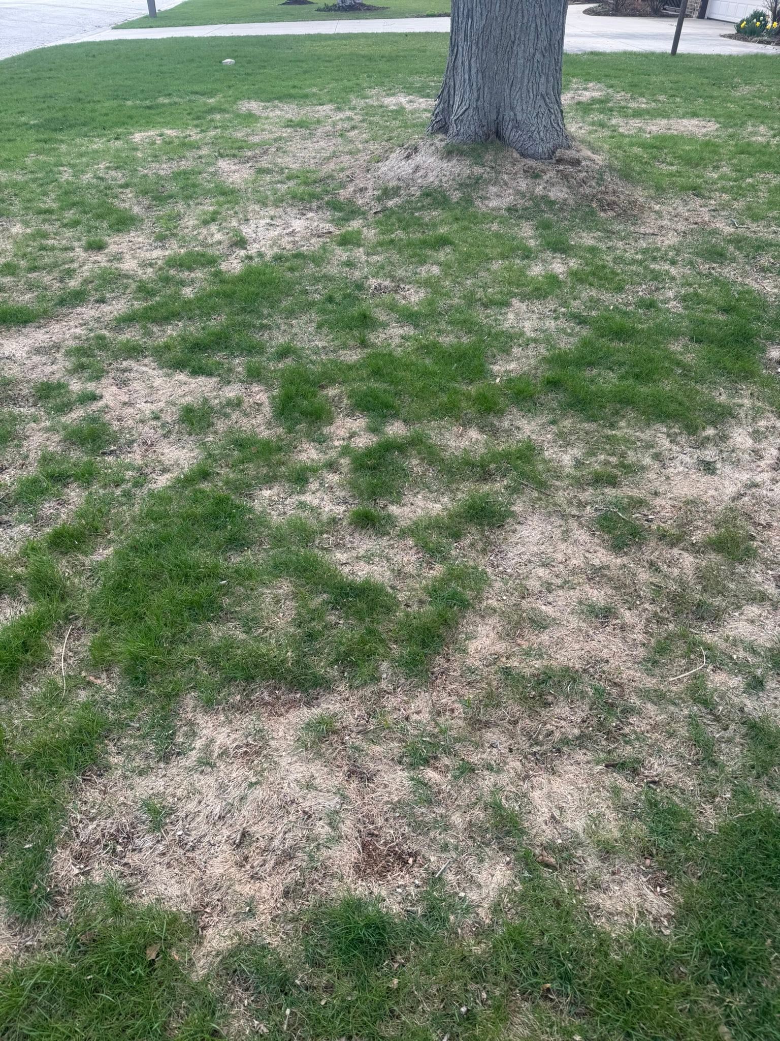 Early thinning patch on Sudbury lawn caught before it spreads