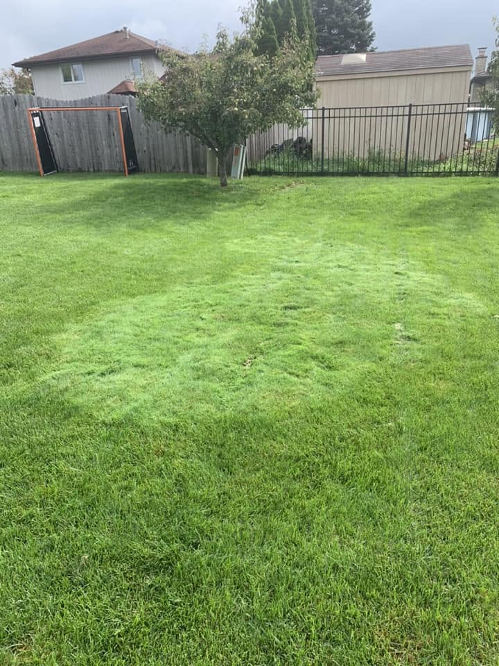 Established uniform lawn after combined sod and seed project in Sudbury