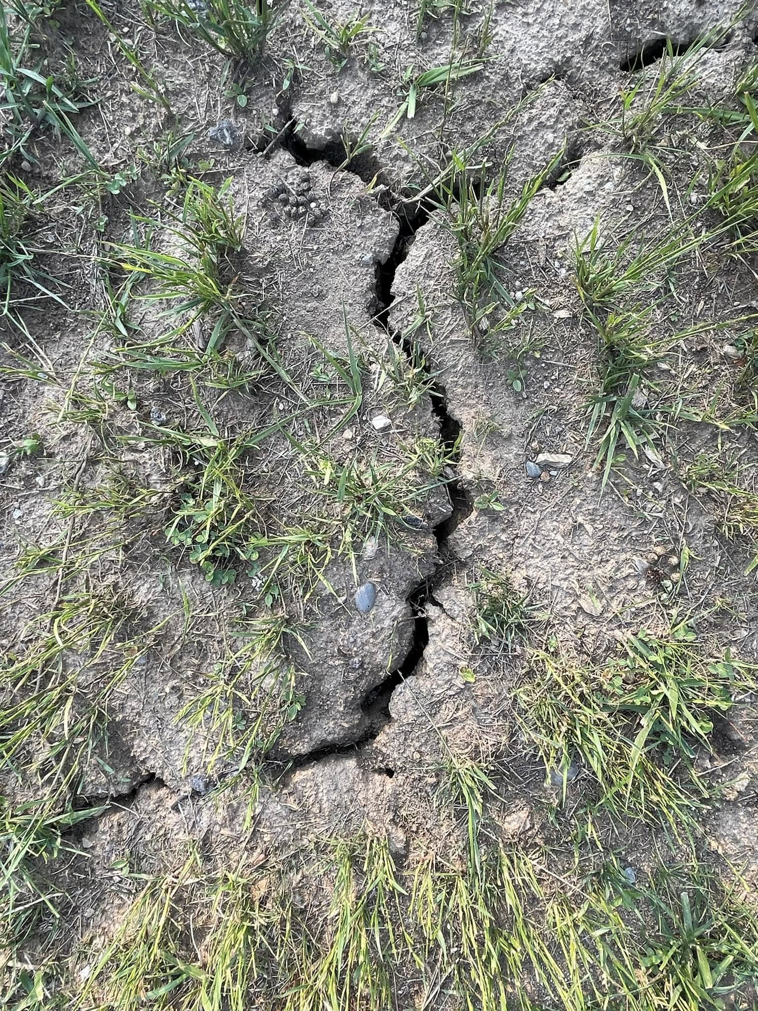 Failed late fall seeding on Sudbury lawn dead grass seedlings