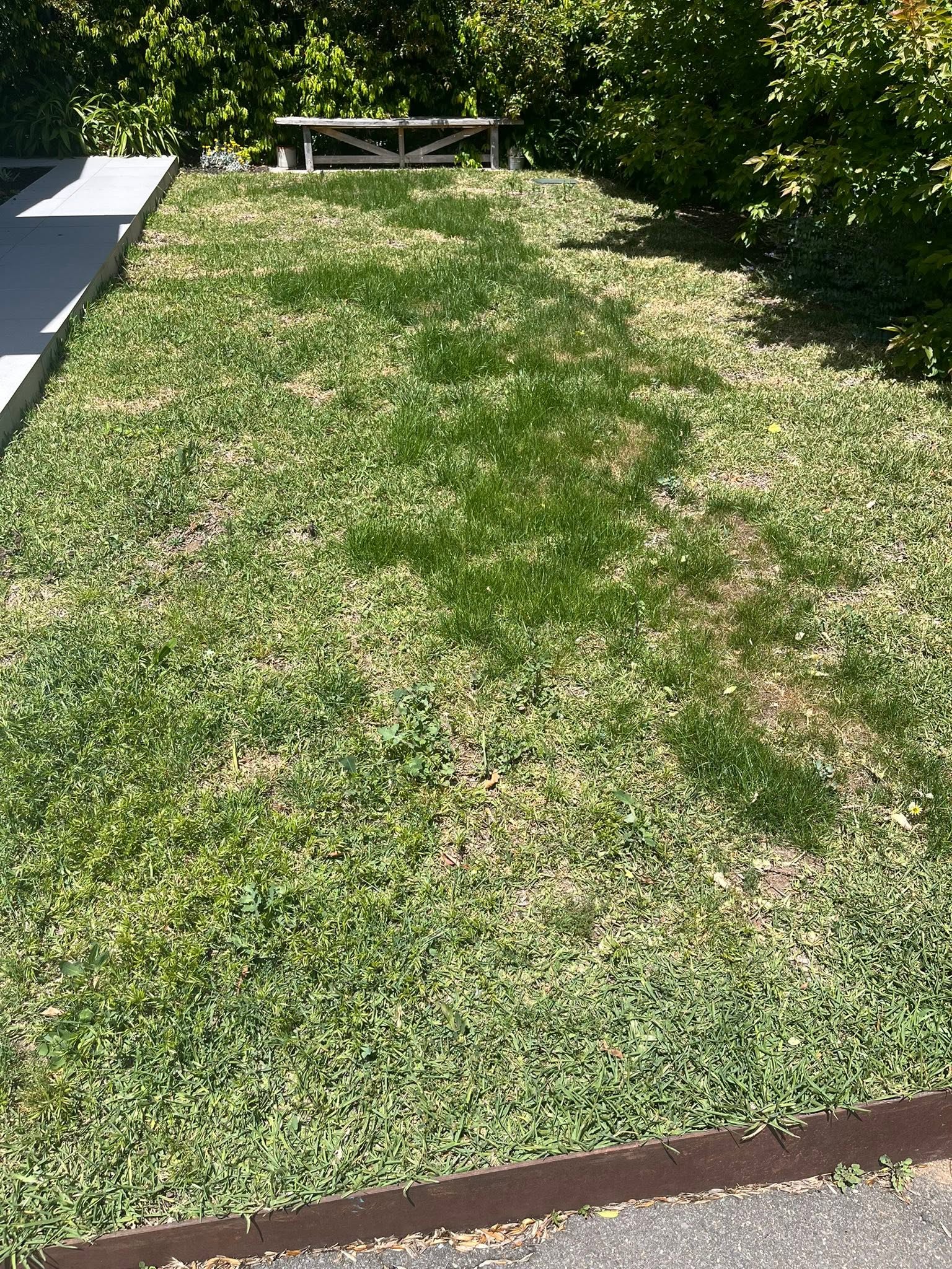 Failed lawn renovation with mismatched sod and seed sections Sudbury