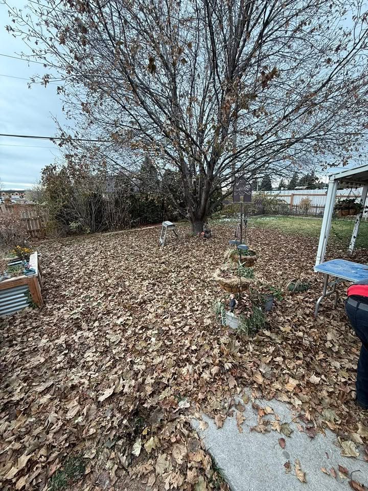 Fall lawn cleanup and leaf removal on Sudbury property October