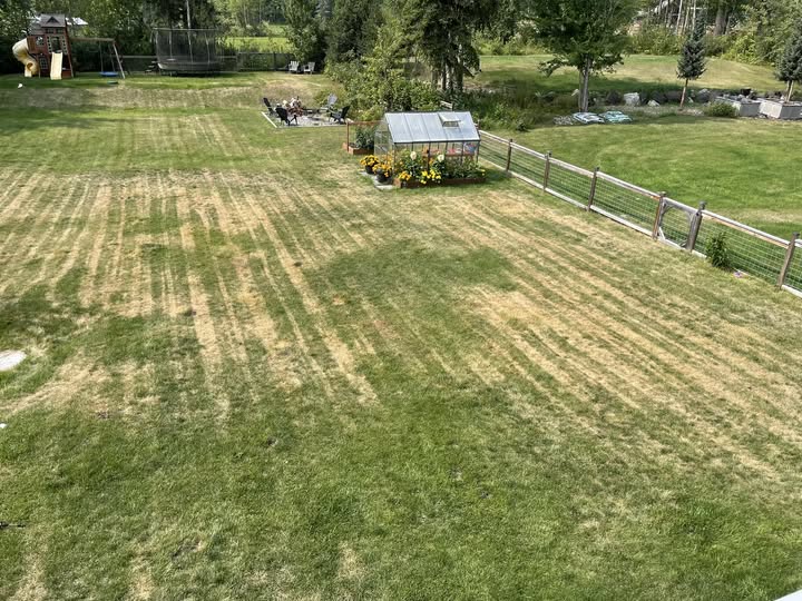 Fertilizer burn stripes on residential lawn in Sudbury Ontario