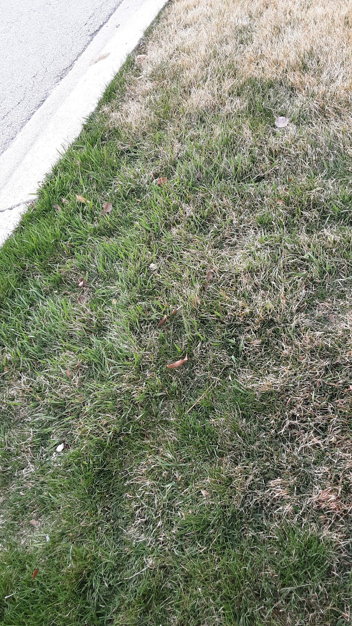 Frost damaged lawn in early spring in Sudbury Ontario showing freeze thaw damage