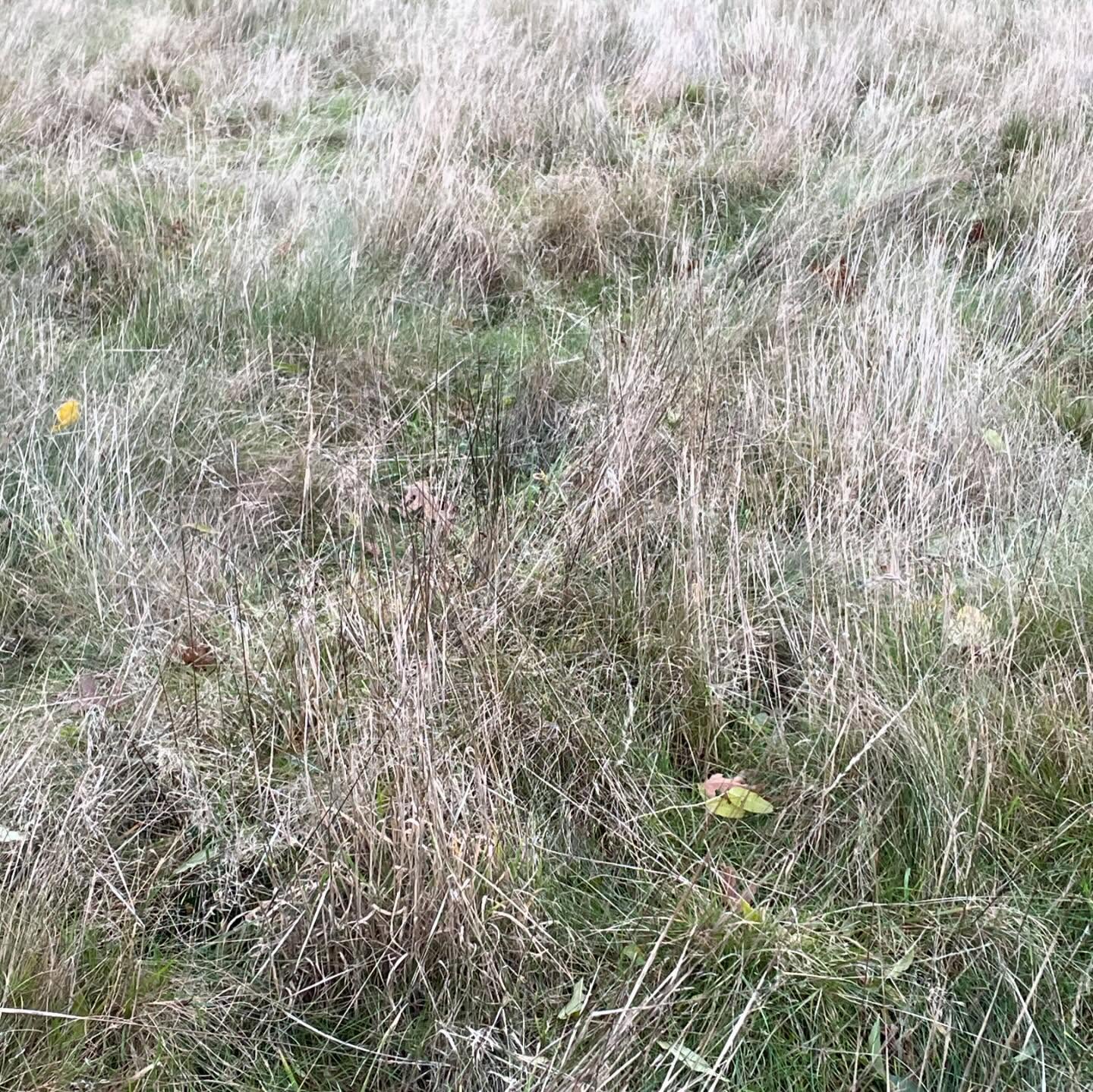Full season grass cutting schedule being planned for Sudbury residential property