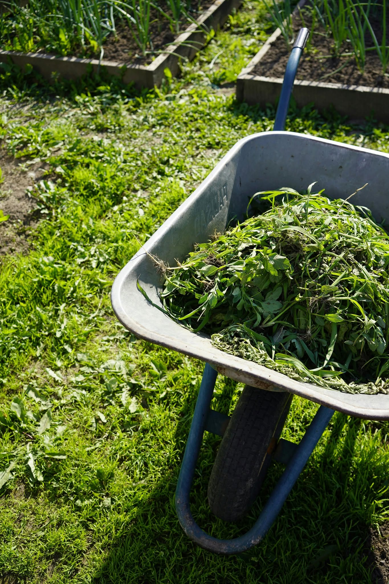 Grass clippings being left on a Sudbury Ontario residential lawn as natural mulch after mowing