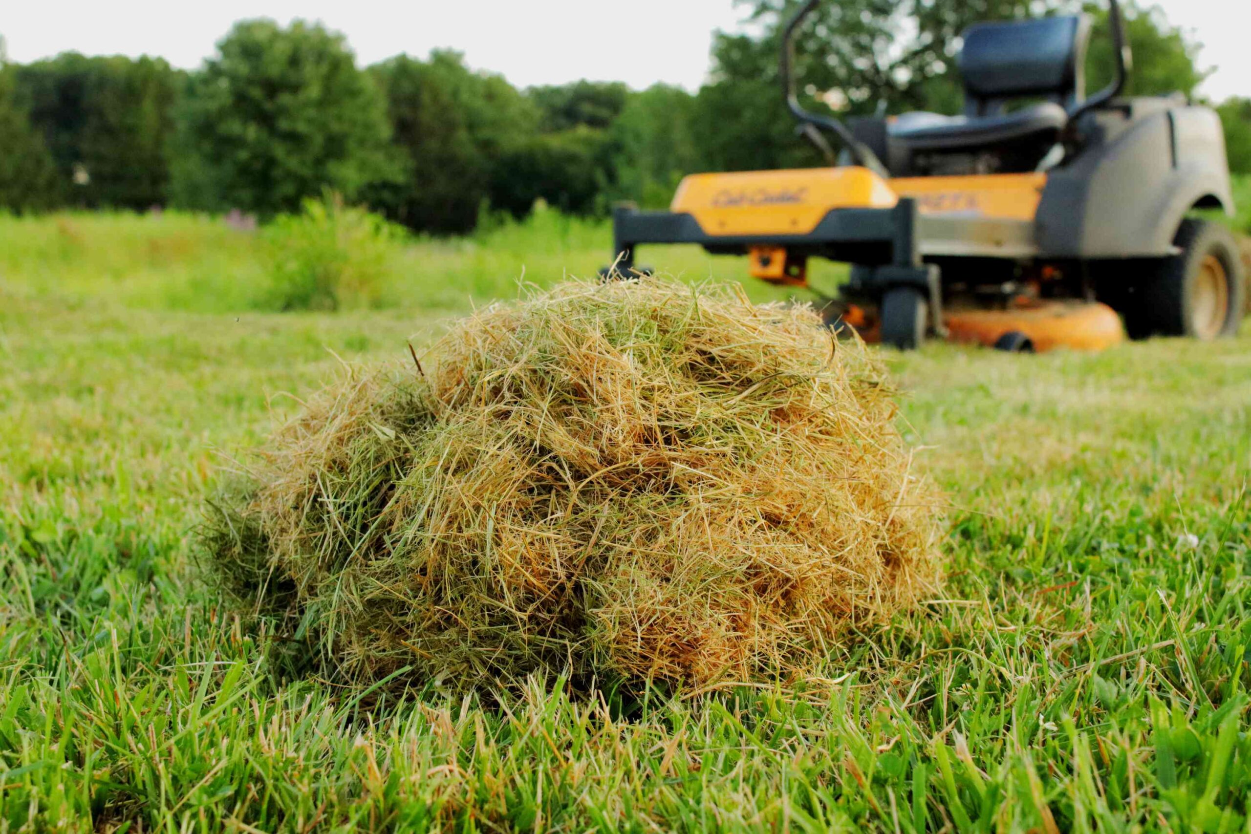 Grass clippings left on Sudbury lawn as natural mulch layer before heatwave