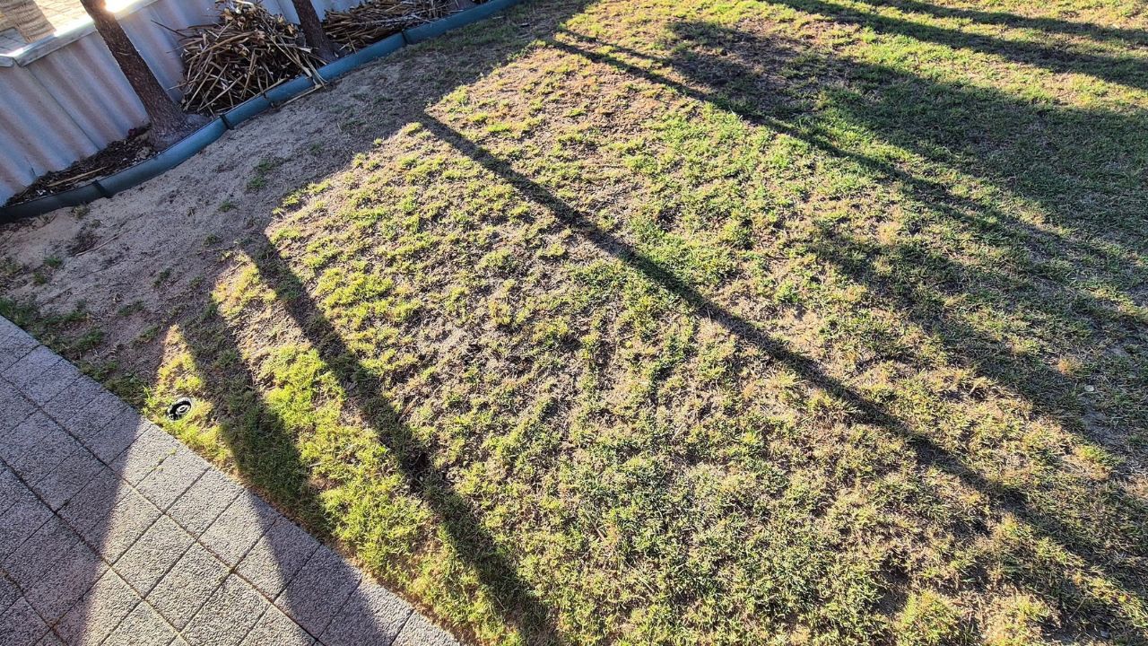 Green drought resistant lawn in Sudbury Ontario that survived without watering during dry summer