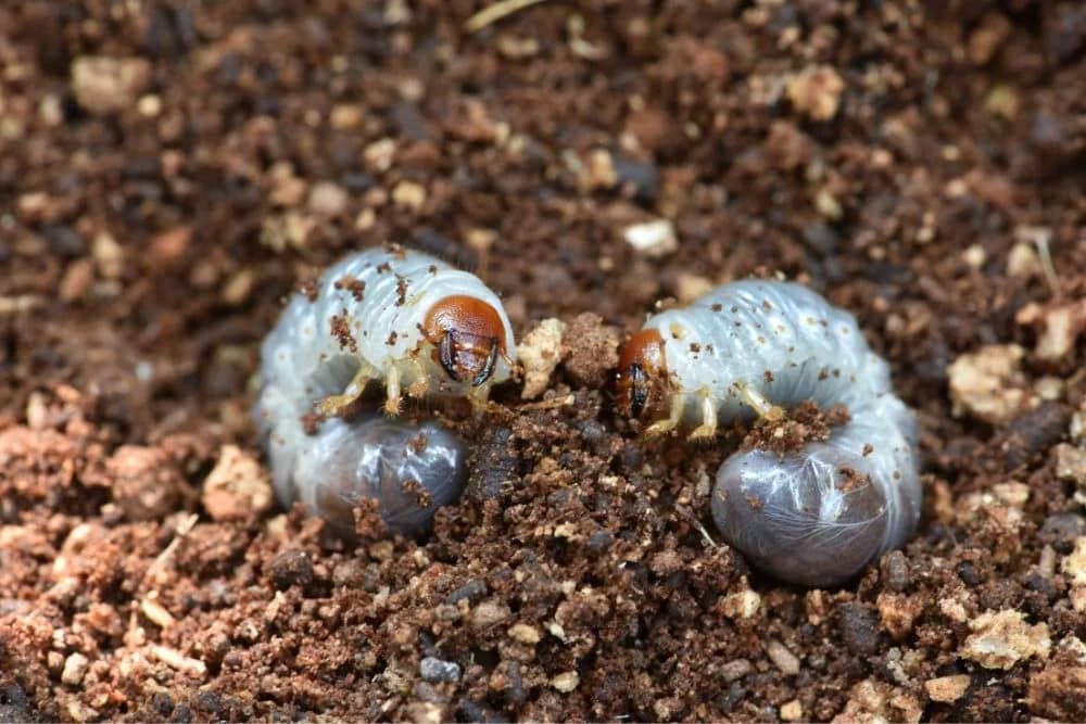 Grub larvae early detection lawn Greater Sudbury Ontario June prevention