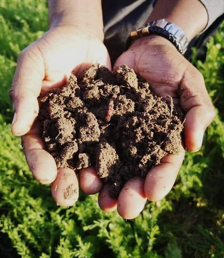 Hand pressing into Sudbury lawn soil to test compaction and moisture