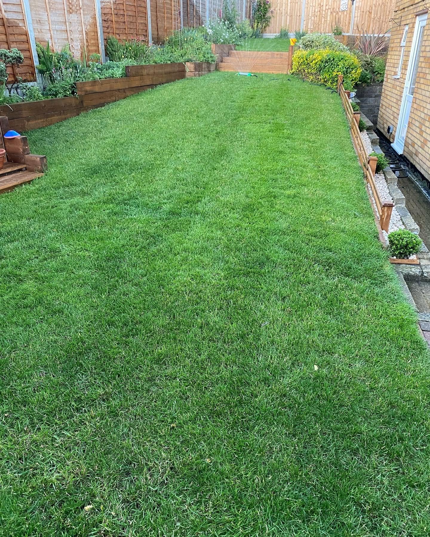 Healthy Sudbury lawn with improved soil organic matter from aeration
