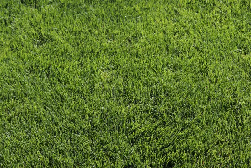 Healthy lawn cut at proper height in Sudbury Ontario July