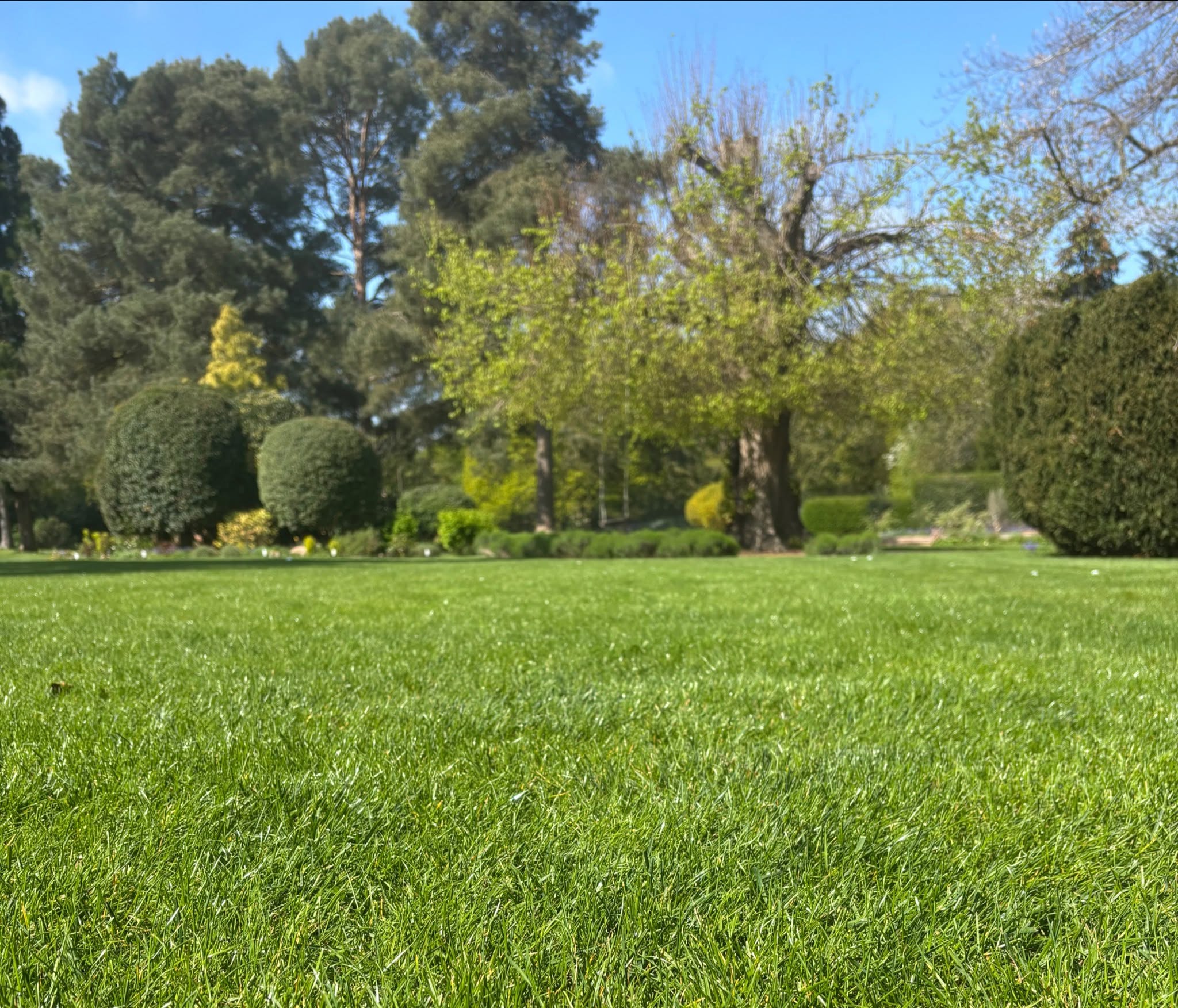 Healthy lawn with deep roots resisting pull test in Sudbury
