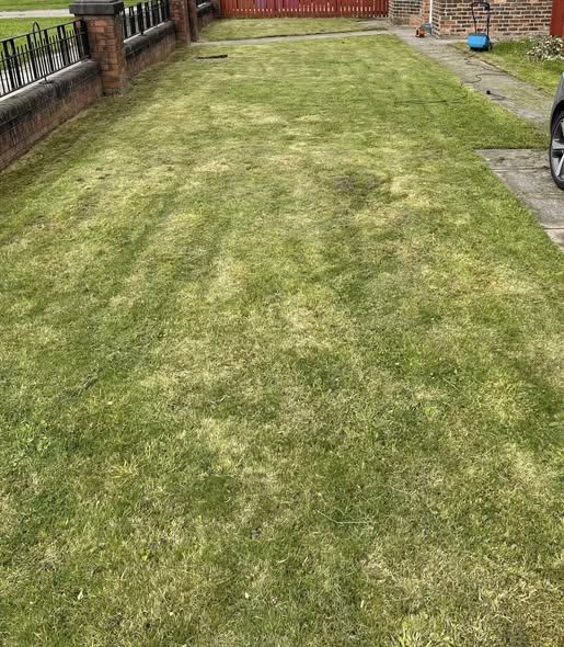 Healthy looking green lawn surface that conceals a thick thatch layer underneath in Sudbury Ontario