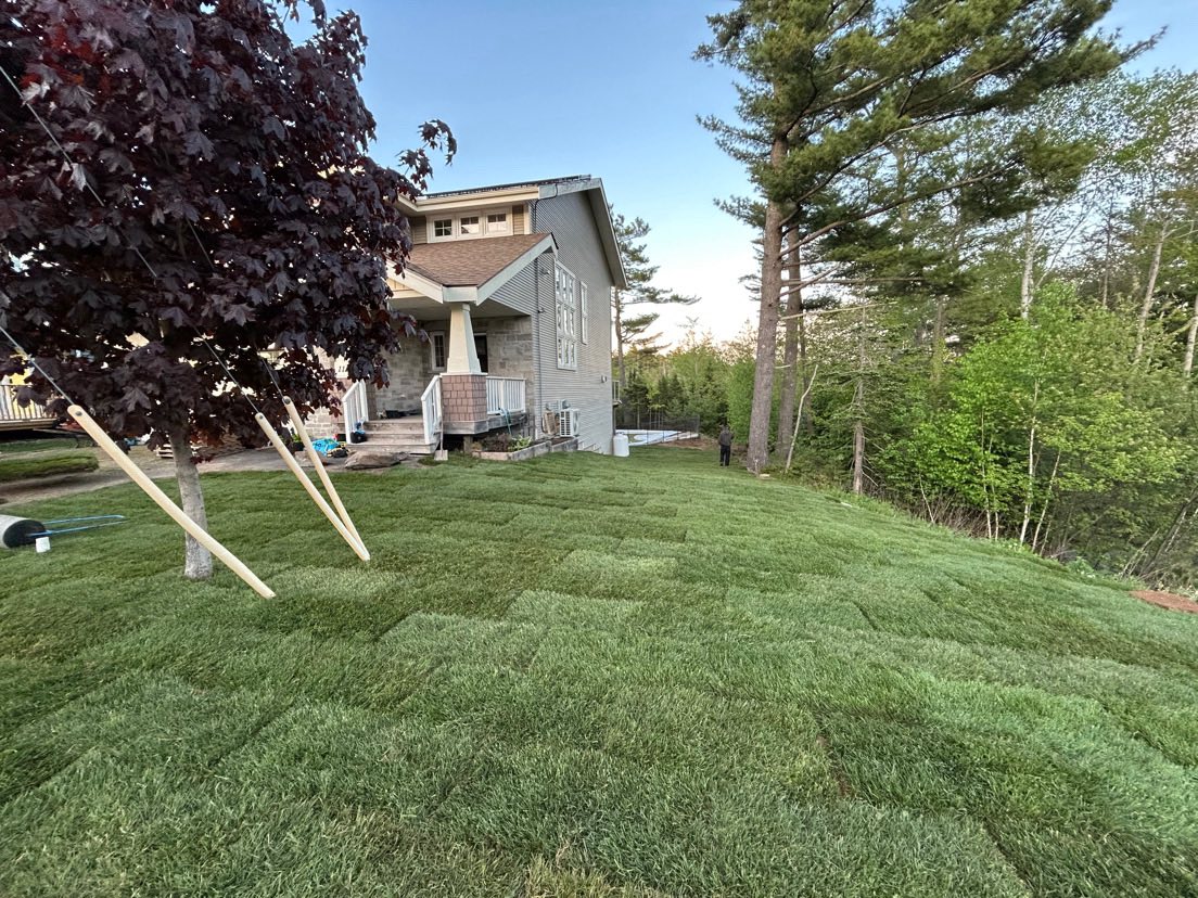 Healthy natural sod lawn installed in Sudbury backyard in summer