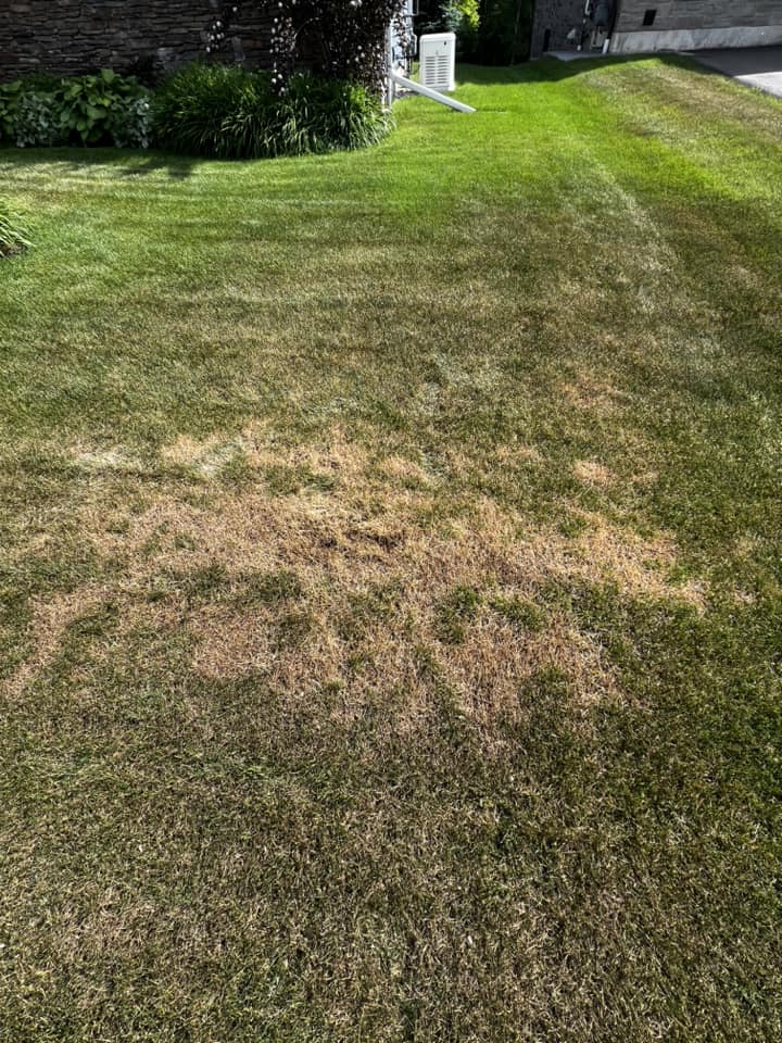Homeowner assessing lawn damage in Sudbury Ontario spring