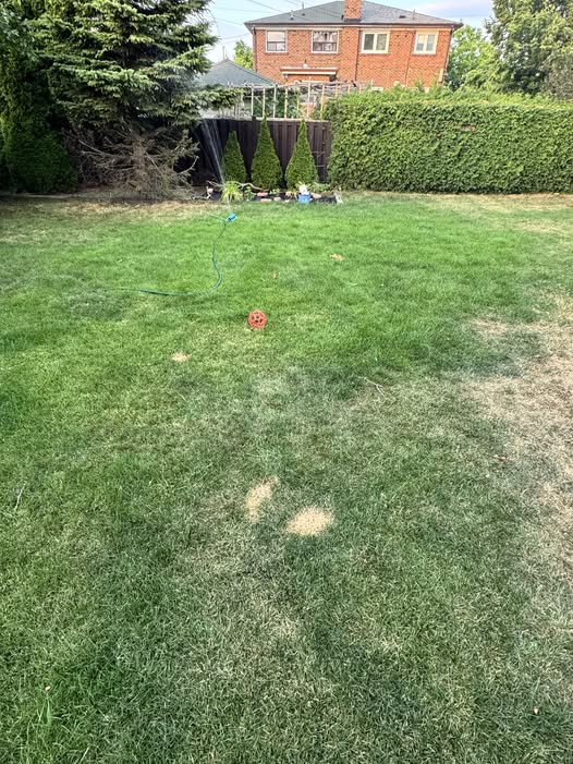 Homeowner looking at brown patches on their Sudbury lawn in summer heat