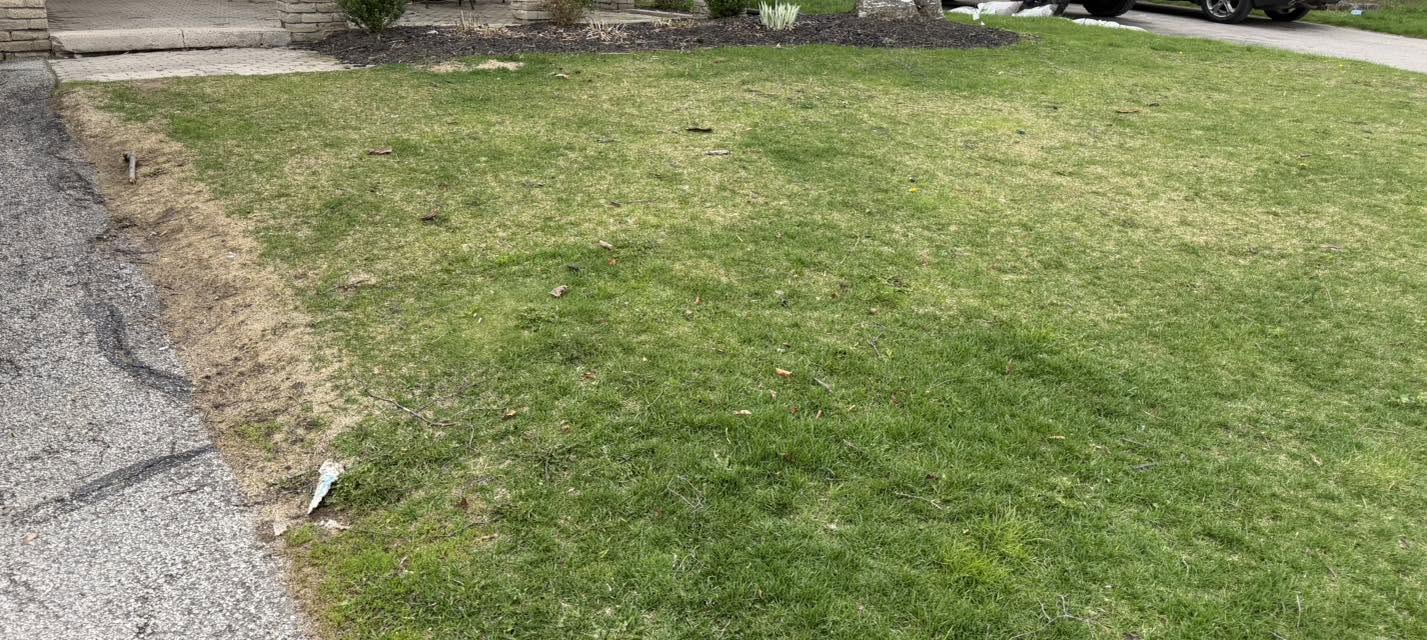 Homeowner looking at struggling July lawn in Sudbury Ontario that could have been prevented
