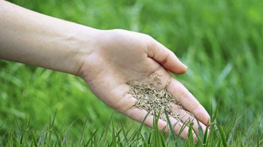 Homeowner seeding lawn too late in fall in Sudbury Ontario