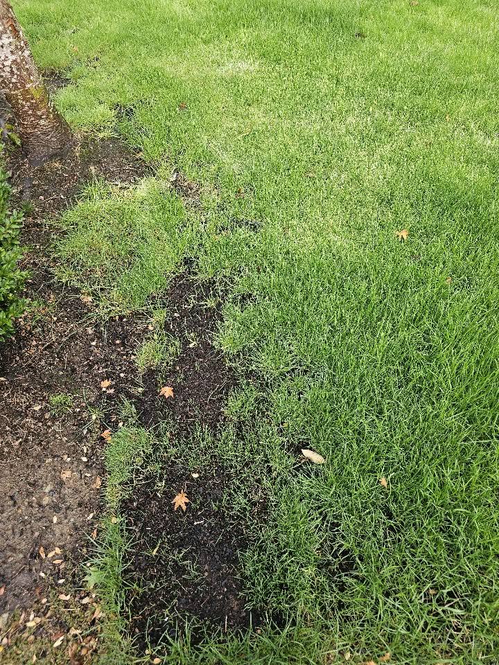 Homeowner seeing visible improvement after first lawn aeration on their Sudbury Ontario property