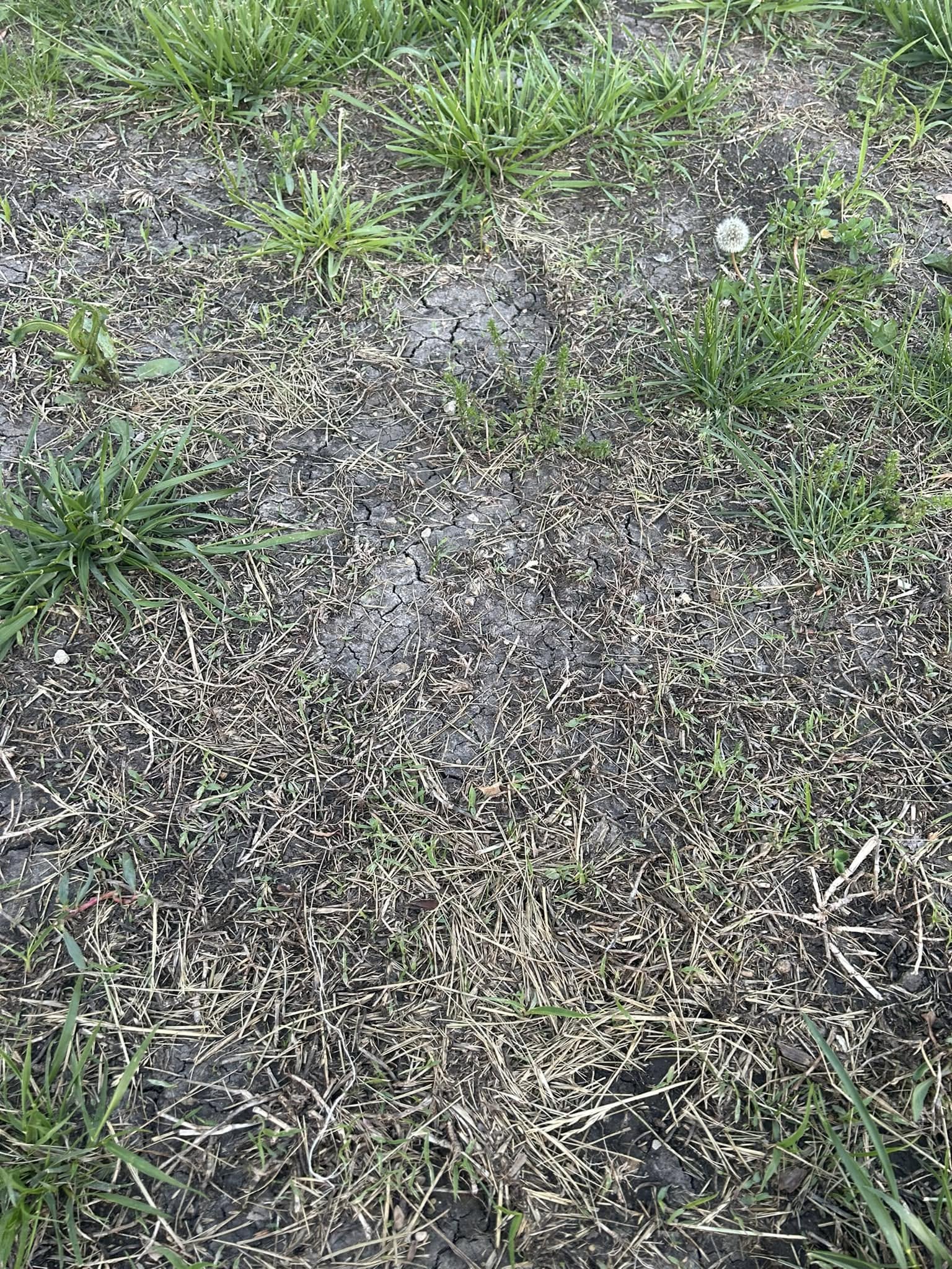 Improving soil structure and grass density on a Sudbury lawn in its second and third year