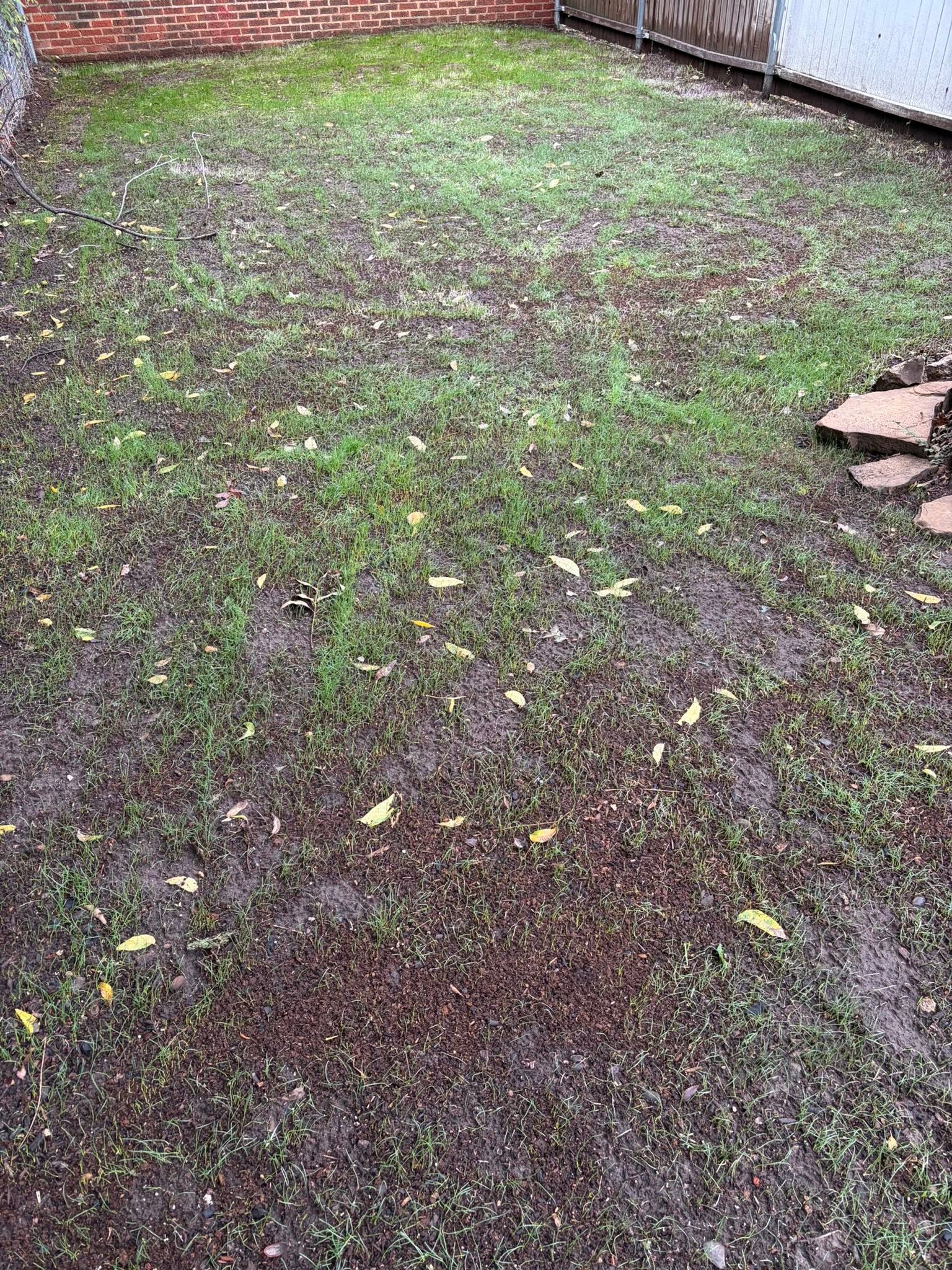 Kentucky bluegrass creeping red fescue mix healthy residential lawn Greater Sudbury Ontario summer