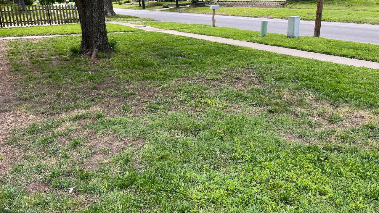 Lawn assessment finding missed problem Greater Sudbury Ontario previous contractor